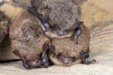 Daubenton's bat (Myotis daubentonii)  and Brandt's bat (Myotis brandtii)