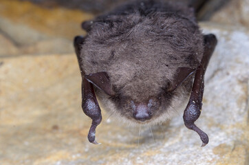 The pond bat (Myotis dasycneme)