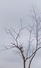 Dead Tree Branches Stock Photography and Images
