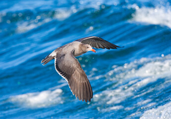 Heermann-meeuw, Heermanns Gull, Larus heermanni