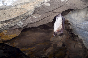 The pond bat (Myotis dasycneme)