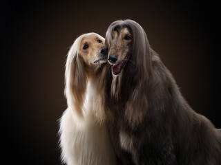 two dogs. Love, relationships. Afghan hound on a black background. long-haired dog for excellent...