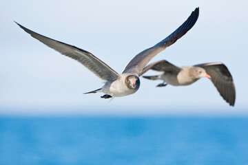 Heermann-meeuw, Heermanns Gull, Larus heermanni