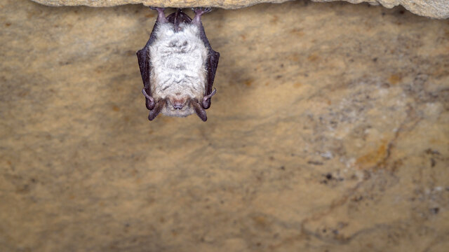 The Pond Bat (Myotis Dasycneme)