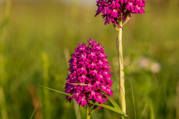 Anacamptis pyramidlis, wild orchid