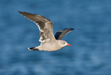 Heermann-meeuw, Heermanns Gull, Larus heermanni