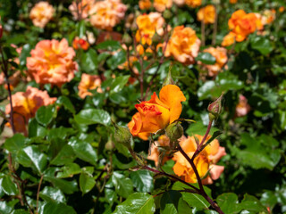 Obraz na płótnie Canvas Beautiful orange rose in the park.
