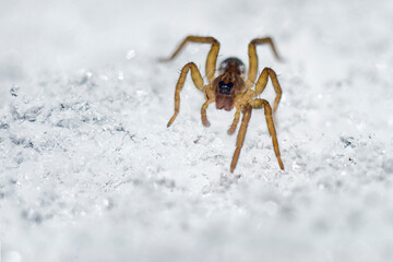 Spider on snow