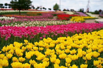Fototapeta premium Ukraine. Kiev region. Dobropark. May 2021 Many beautiful colorful tulips with leaves. Photo with fresh spring flowers for any festive decoration