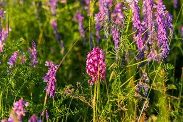 Obraz premium flowers in the meadow