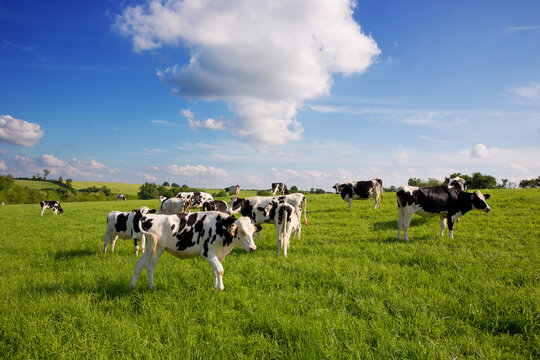 Troupeau de vaches laiti&egrave;res en campagne.