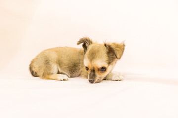 チワワ 子犬 可愛い