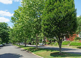 Fototapeta na wymiar Tree lined divided residential neighborhood street with blue sky.
