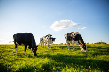 Troupeau de vaches laitière en campagne, au printemps. - obrazy, fototapety, plakaty