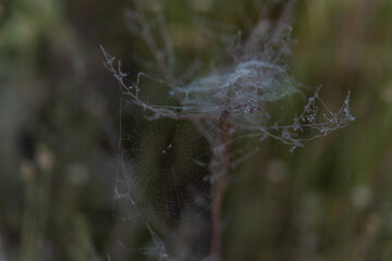 spider web on dried grass