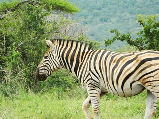 Fototapeta na wymiar Zebras in the Game Reserve