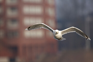 Zilvermeeuw, Herring Gull, Larus argentatus