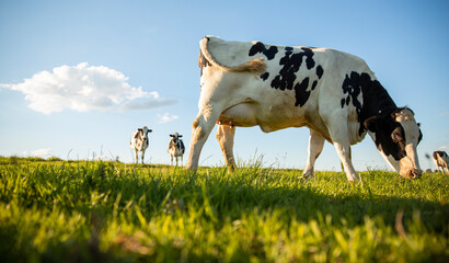 Troupeau de vaches laitières en campagne broutant l'herbe fraiche.