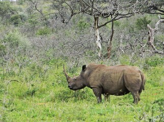 Naklejka premium Rhinos
