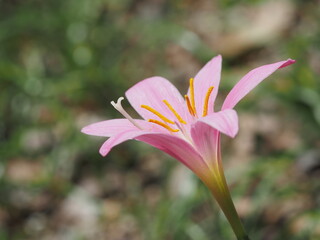 Fototapeta premium 美しいピンクのサフランモドキ