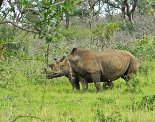 Obraz premium Rhinos