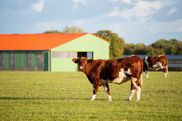 Fototapeta na wymiar Troupeau de vaches de race à viande.