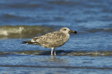 Herring Gull, Zilvermeeuw, Larus argentatus