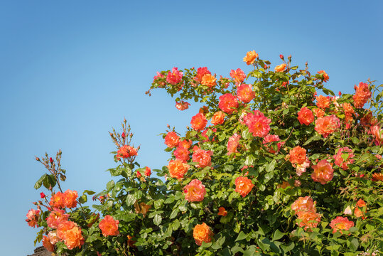 Orange rose bush with blue sky