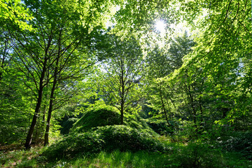 Dwarf beech foliage in Verzy forest. Reims mountain Regional Nature Park
