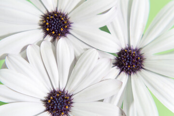 Fototapeta premium Plano detalle de flores Sunny Mary 