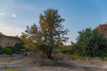 Fototapeta na wymiar view of a tree between the hills