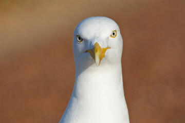 Zilvermeeuw, Herring Gull, Larus argentatus © AGAMI