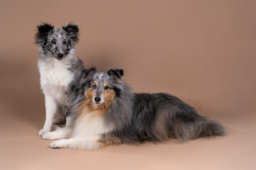 Cute young shetland sheepdog puppy and adult sitting and lying against a beige background