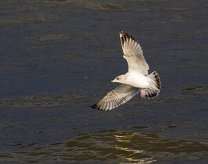 Zilvermeeuw, Herring Gull, Larus argentatus