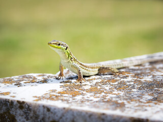 Small lizard looking out on a wall