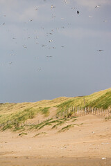 Herring Gull, Zilvermeeuw, Larus argentatus