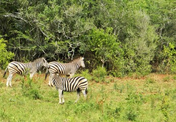 Naklejka premium Zebras in the Game Reserve