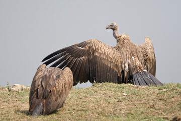 Sneeuwgier, Himalayan Vulture, Gyps himalayensis