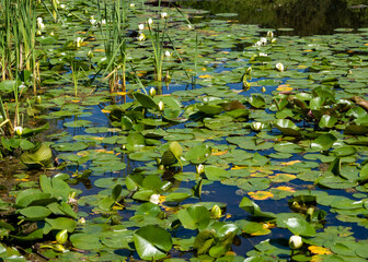 Blooming lilies on the pond.