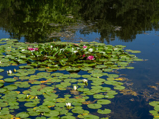 Blooming lilies on the pond.