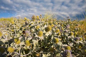 Obraz premium Blauwe Zeedistel, Sea Holly, Eryngium maritimum