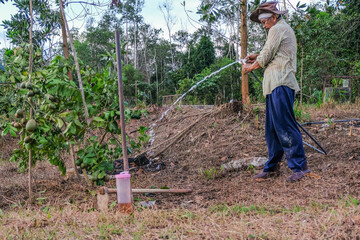 Handsome  farmer watering lime tree in organic orchard in the evening