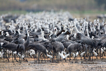Obraz premium Monnikskraanvogel, Hooded Crane, Grus monacha