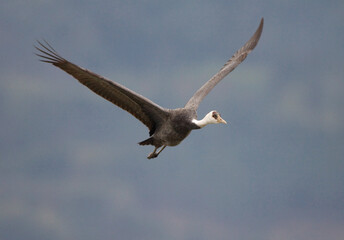 Hooded Crane, Monnikskraanvogel, Grus monacha