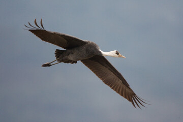 Fototapeta na wymiar Hooded Crane, Monnikskraanvogel, Grus monacha