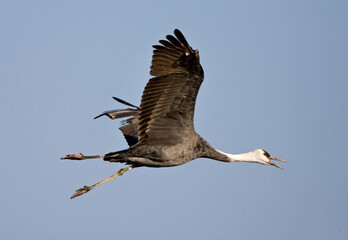 Hooded Crane, Monnikskraanvogel, Grus monacha