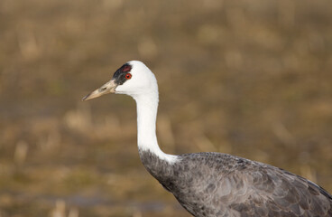 Obraz premium Monnikskraanvogel, Hooded Crane, Grus monacha