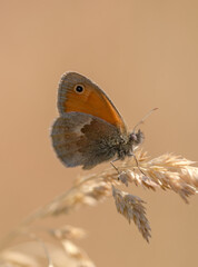 brown butterfly macro 