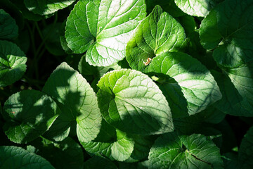 Green leaves in park with sunlight and shadows