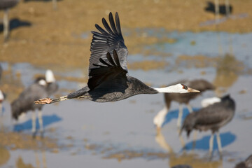 Hooded Crane, Monnikskraanvogel, Grus monacha